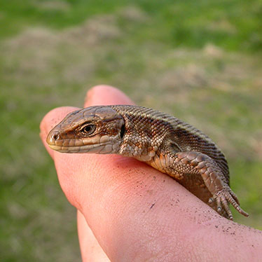 Revealing Reptiles Common Lizard | Durham